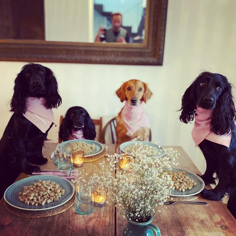 4 собаки за столом сидят