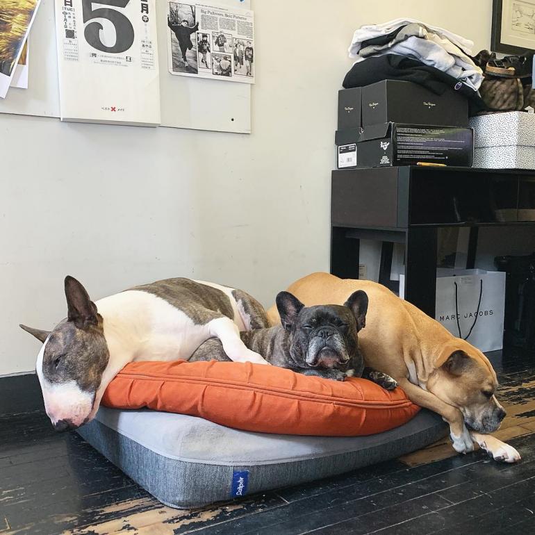 Три собаки спят на подушке
